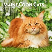 Calendrier 2025 Chats Maine Coon