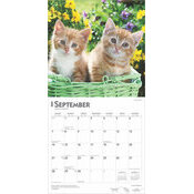 Calendrier 2025 J'aime les Chatons