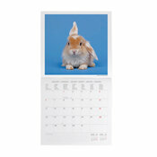 Calendrier 2025 Lapins nain