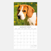 Calendrier 2025 Chien Beagle