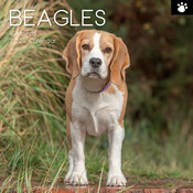 Calendrier Mural 2025 Chien Beagle