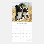 Calendrier 2025 Chien Border Collie