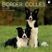 Calendrier Mural 2025 Chien Border Collie