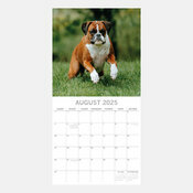 Calendrier 2025 Chien Boxer