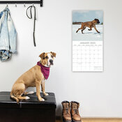 Calendrier 2025 Chien Molosse Boxer