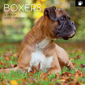 Calendrier Mural 2025 Chien Boxer