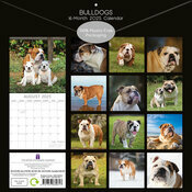 Calendrier 2025 Bulldog Anglais