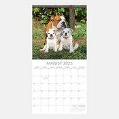 Calendrier 2025 Chien Bulldog Anglais