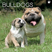 Calendrier Mural 2025 Chien Bulldog Anglais