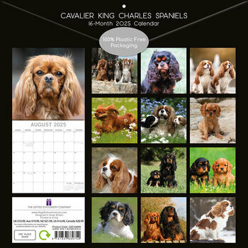 Calendrier 2025 Chien Cavalier King Charles