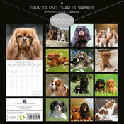 Calendrier 2025 Compagnie Cavalier King Charles