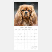 Calendrier 2025 Chien Cavalier King Charles