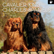 Calendrier Mural 2025 Chien Cavalier King Charles