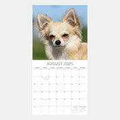 Calendrier 2025 Chien Chihuahua