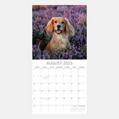 Calendrier 2025 Chien Cocker Anglais