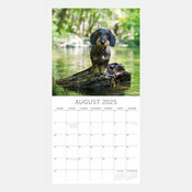 Calendrier 2025 Chien Teckels