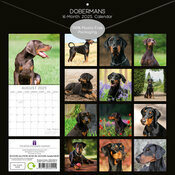 Calendrier 2025 Doberman