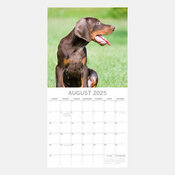 Calendrier 2025 Chien Doberman