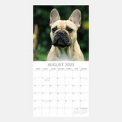 Calendrier 2025 Chien Bouledogue Franais