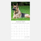 Calendrier 2025 Chien Berger Allemand