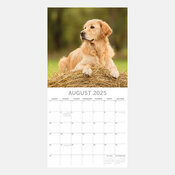 Calendrier 2025 Chien Golden Retriever