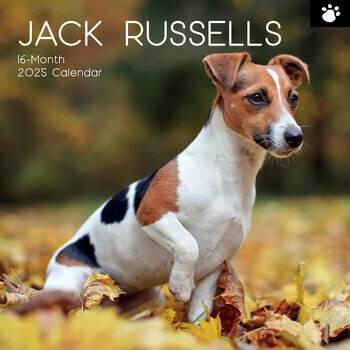 Calendrier 2025 Chien Jack Russell