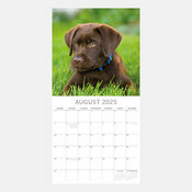 Calendrier 2025 Chien Labrador