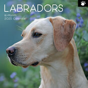 Calendrier 2025 Labrador