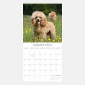 Calendrier 2025 Chien Caniche