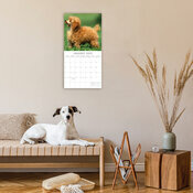 Calendrier 2025 Chien Caniche Nain Toy