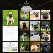 Calendrier 2025 Chien Compagnie Carlin