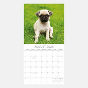 Calendrier 2025 Chien Carlin