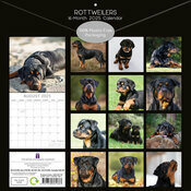 Calendrier 2025 Molosse Rottweiler