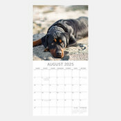 Calendrier 2025 Chien Rottweiler