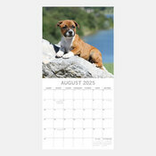 Calendrier 2025 Chien Staffordshire Bull Terrier