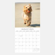 Calendrier 2025 Chien Yorkshire Terrier