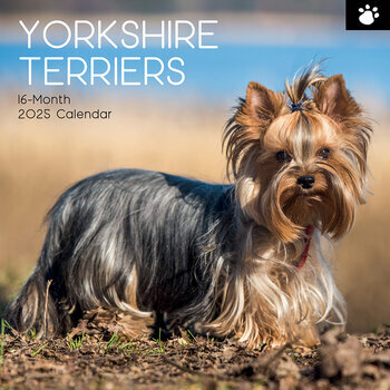 Calendrier 2025 Chien Yorkshire Terrier