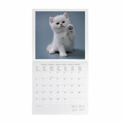 Calendrier 2025 Chatons Bbs