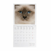 Calendrier 2025 Beaut des Chats