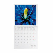 Calendrier 2025 Plantes Succulentes