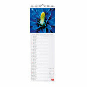 Calendrier Slim 2025 Succulente Cactus