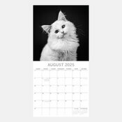 Calendrier 2025 Chats Portraits Noir et Blanc