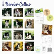 Calendrier Papier 2025 Race Border Collie