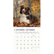 Calendrier 2025 Race Border Collie