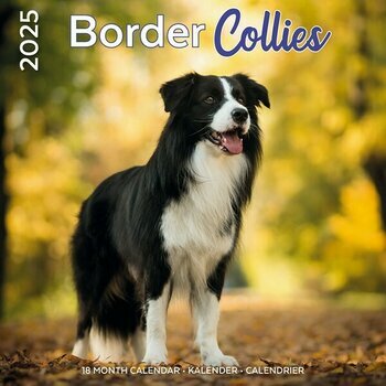 Calendrier 2025 Race Border Collie