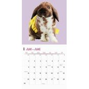 Calendrier 2025 Lapins Fun Studio