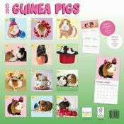 Calendrier Papier 2025 Cochon d'Inde Fun Studio