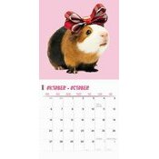 Calendrier 2025 Cochon d'Inde Fun Studio