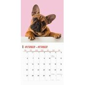 Calendrier 2025 Bouledogue Franais Fun Studio