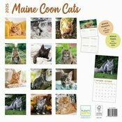 Calendrier papier 2025 Maine Coon Chats de Race